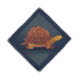 Kassiopeia the Tortoise